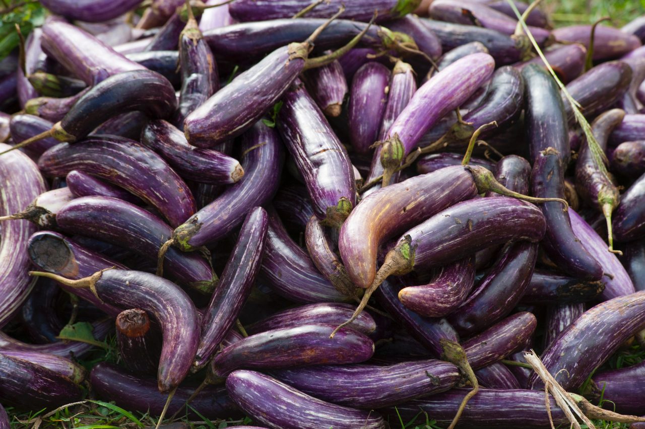 Toxicity of potatoes, eggplant and tomatoes