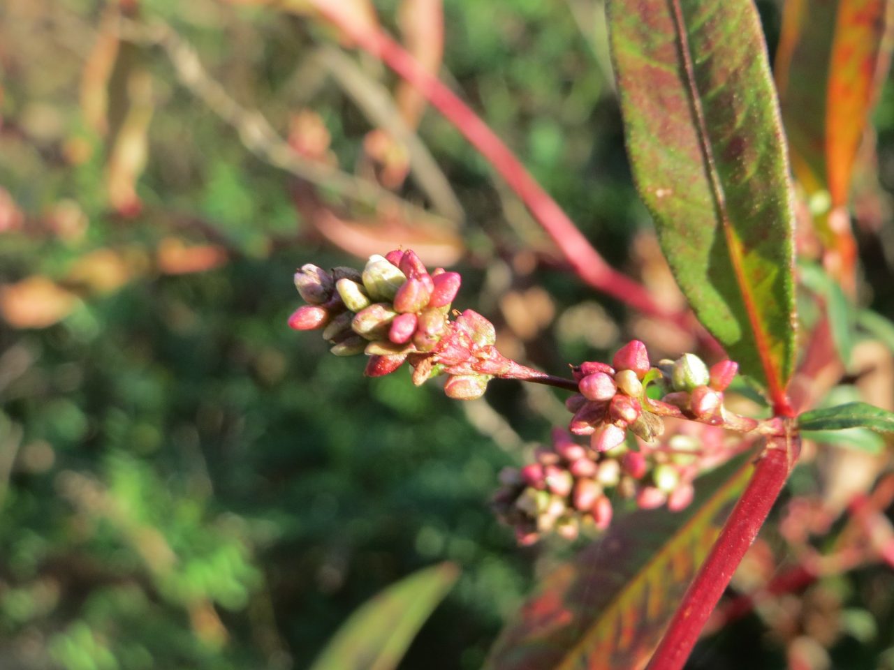 Persicaria lapathifolia