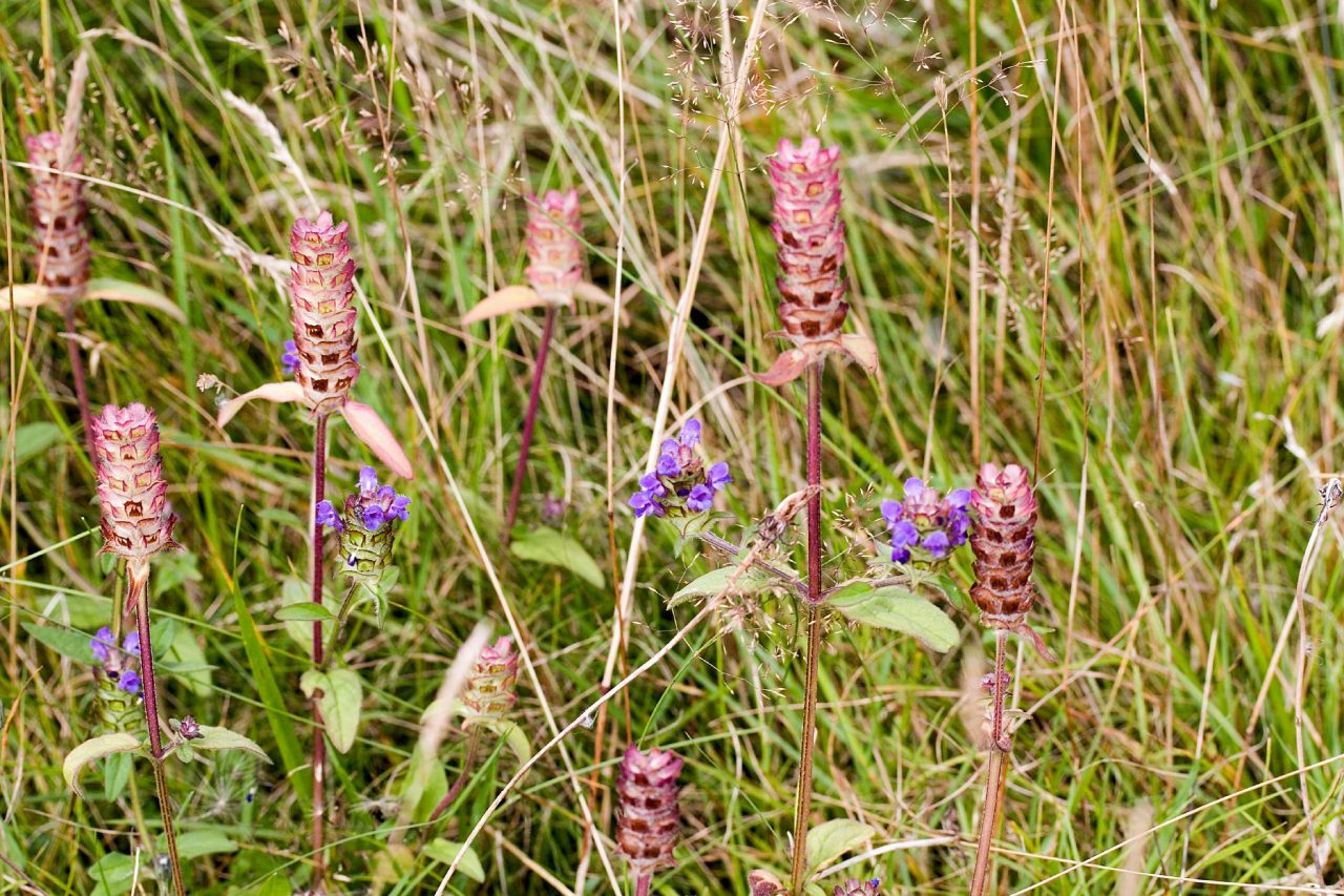 Self-heal